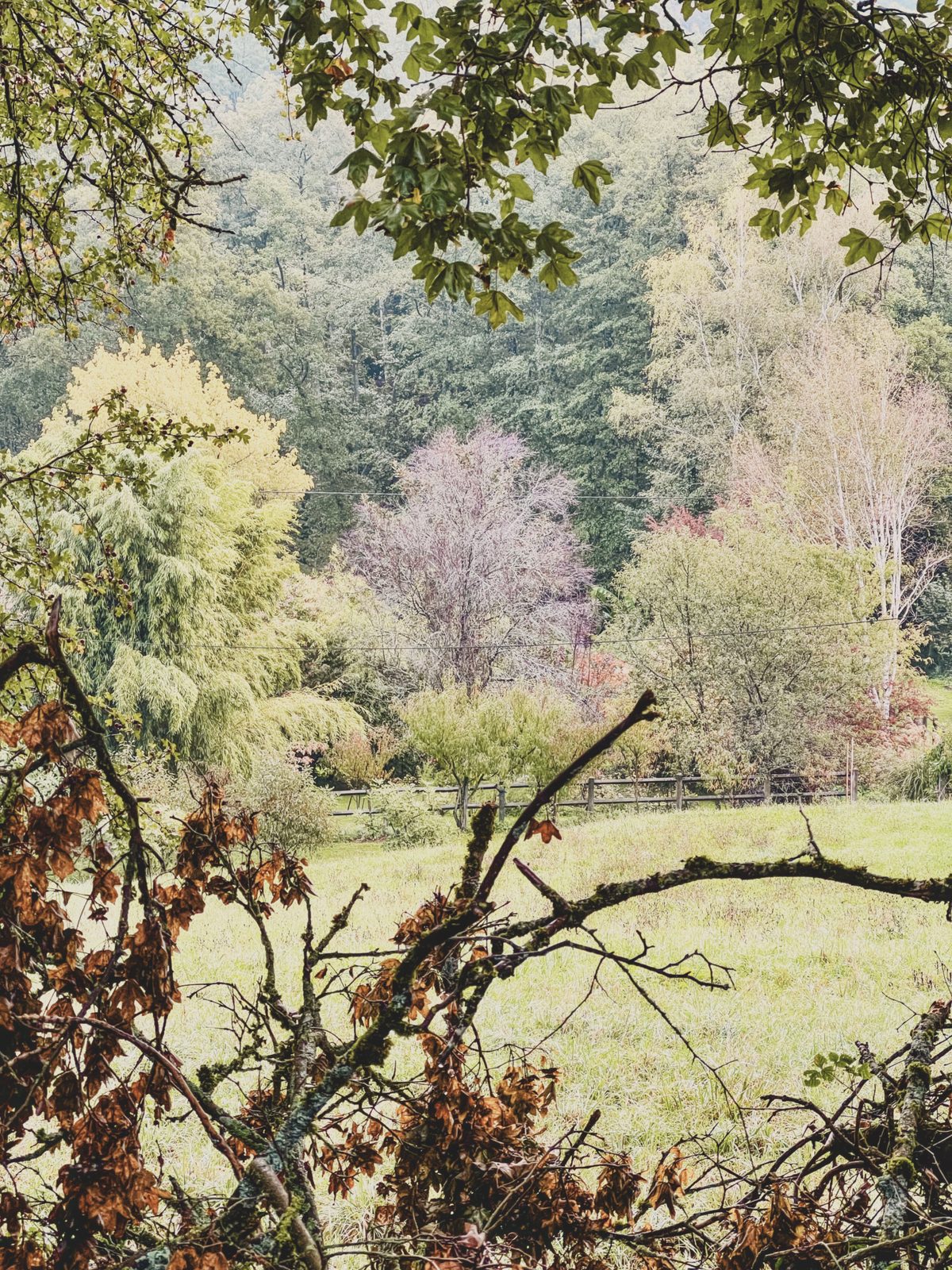 Trees viewed through other trees. Image Anthony Nelzin-Santos.