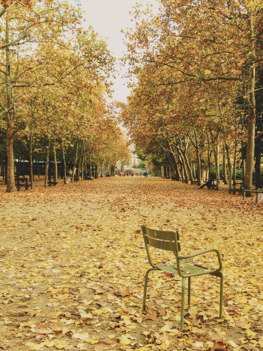A lone seat, in the middle of an alley covered with dead leaves, in a public park.