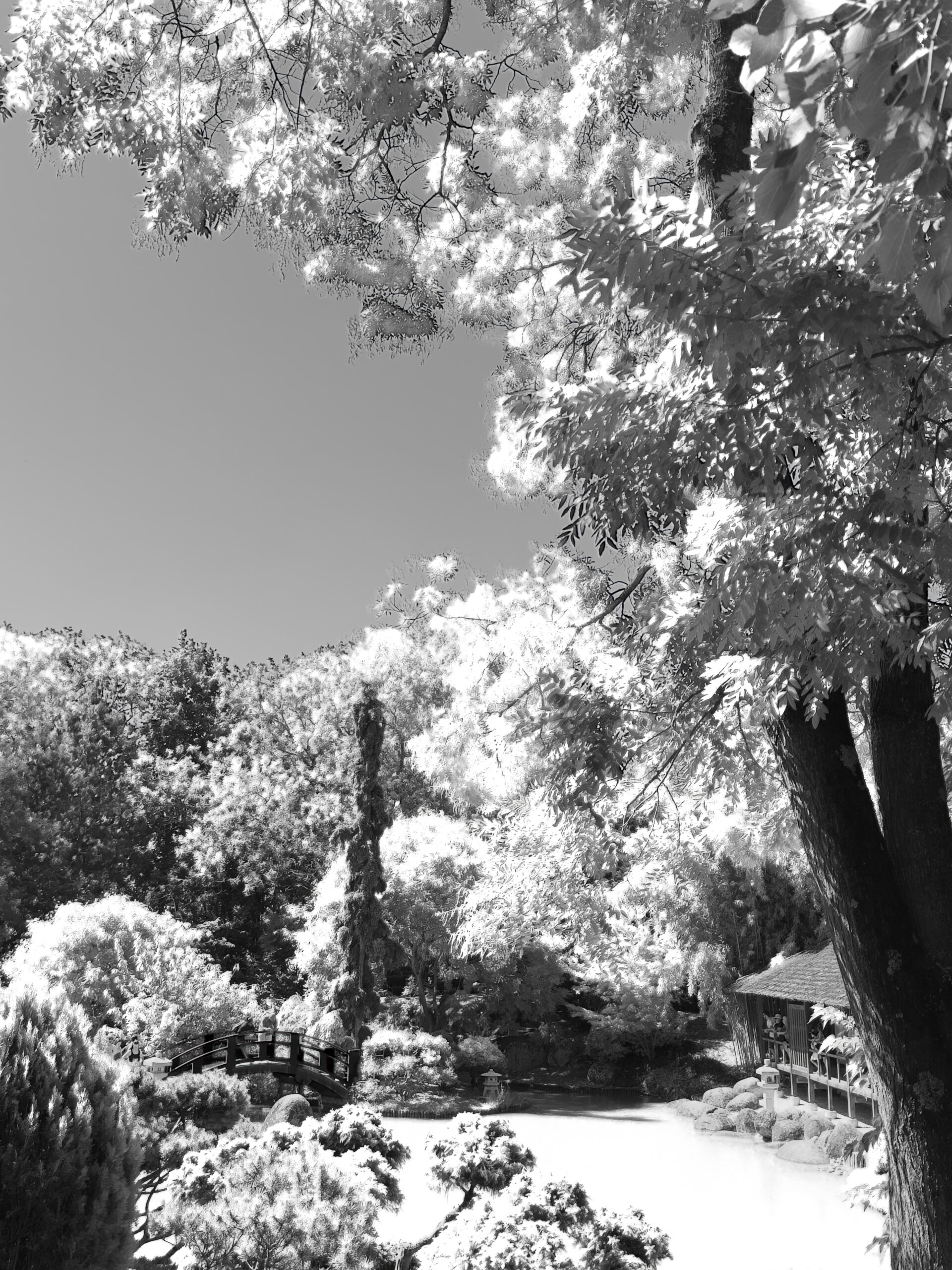 A view of the Pierre-Baudis Japanese garden in Toulouse (France).